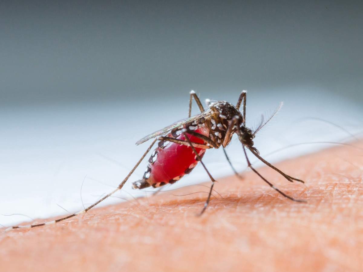 Summers Are Here And So Is Dengue Watch Out For These Warning Symptoms