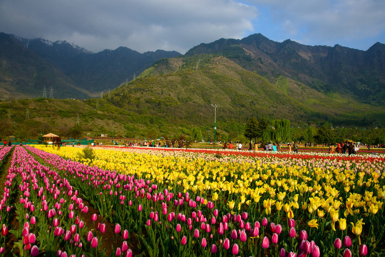 Srinagar S Tulip Garden Sees Zero Visitors Due To Covid 19 Pandemic Times Of India Travel