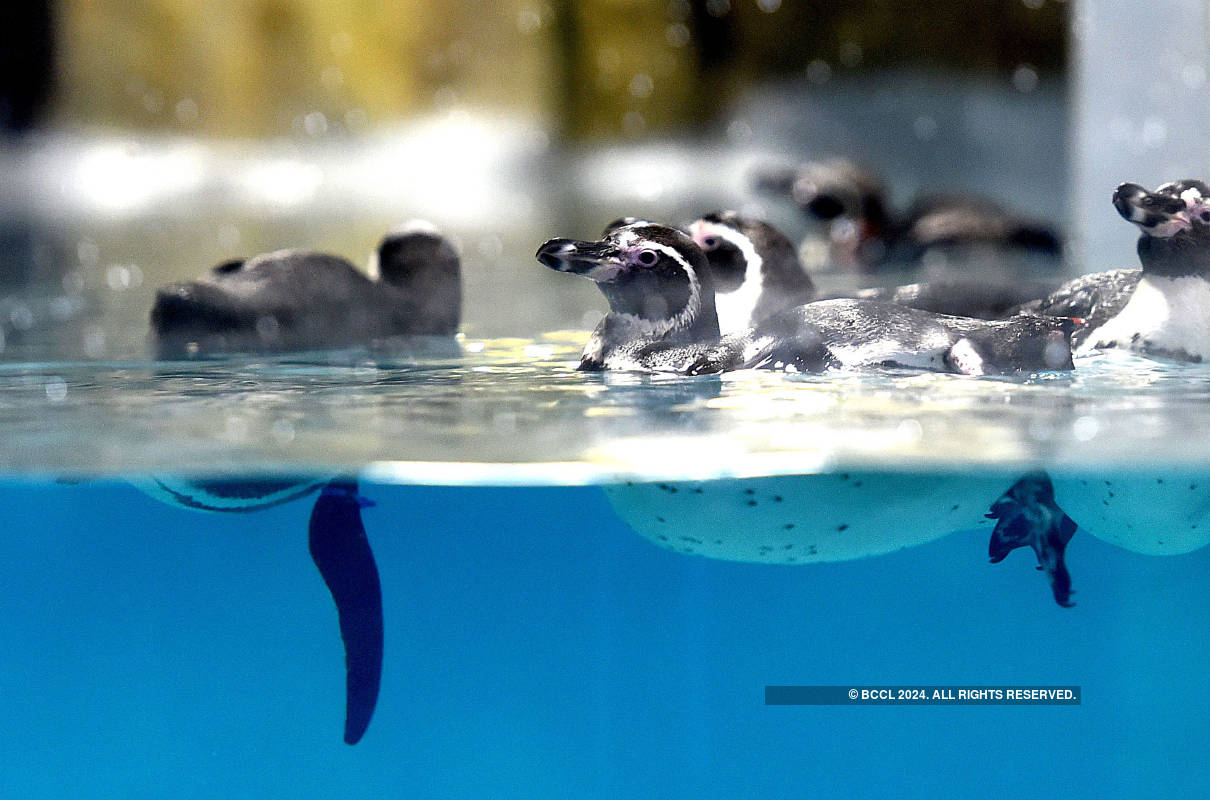 Viral pictures of widowed Penguins finding comfort in each other will surely melt your heart!