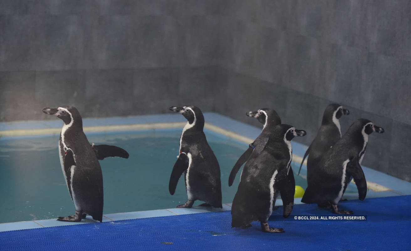 Viral pictures of widowed Penguins finding comfort in each other will surely melt your heart!