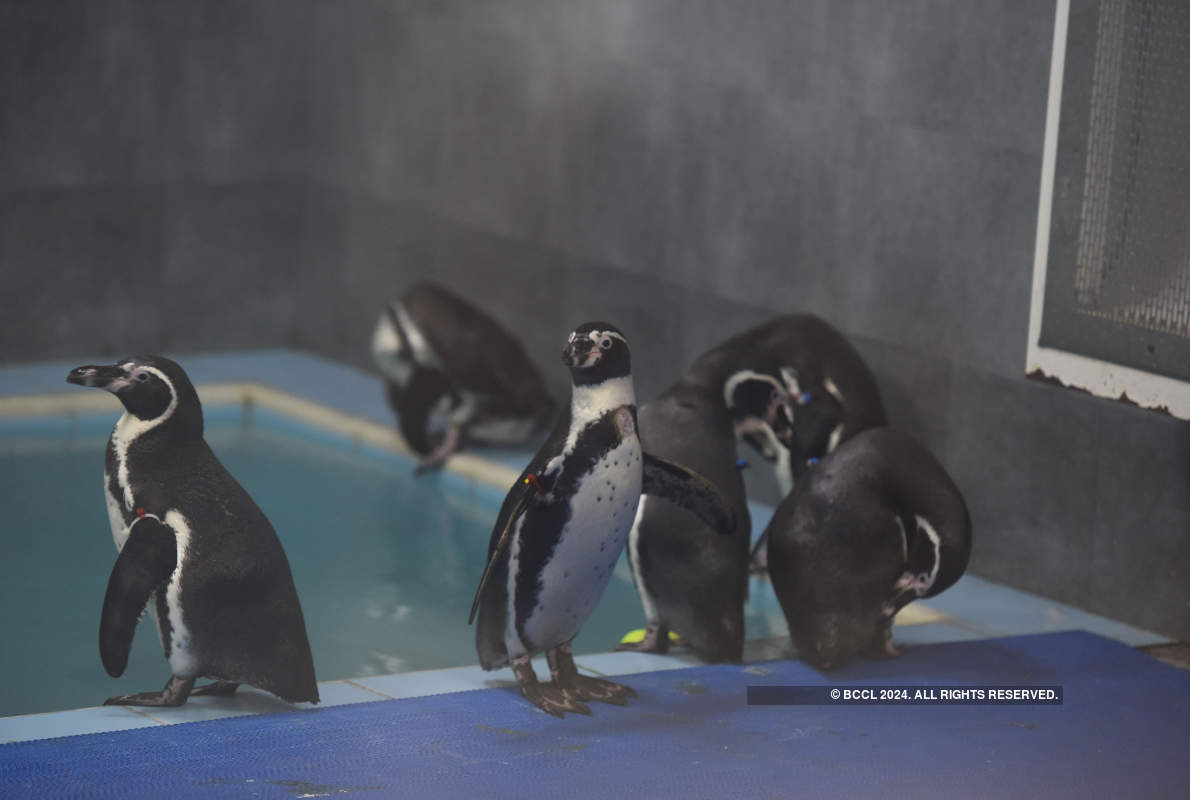 Viral pictures of widowed Penguins finding comfort in each other will surely melt your heart!