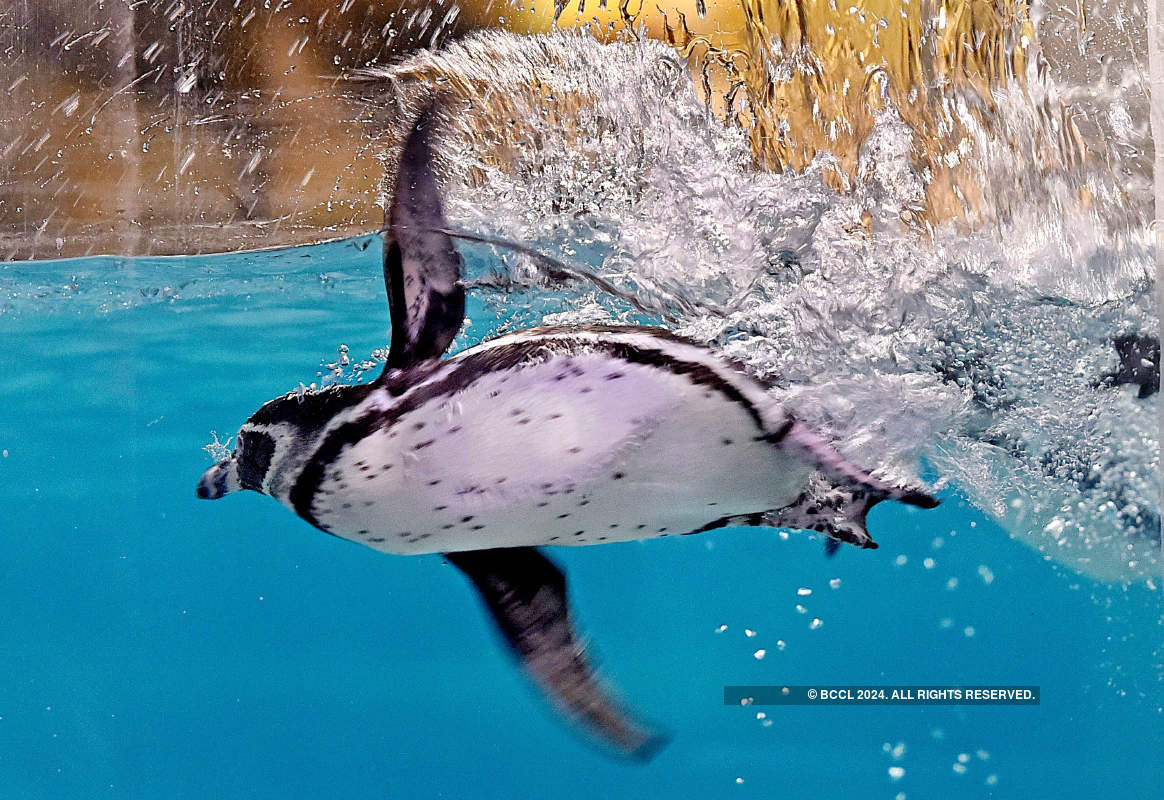 Viral pictures of widowed Penguins finding comfort in each other will surely melt your heart!