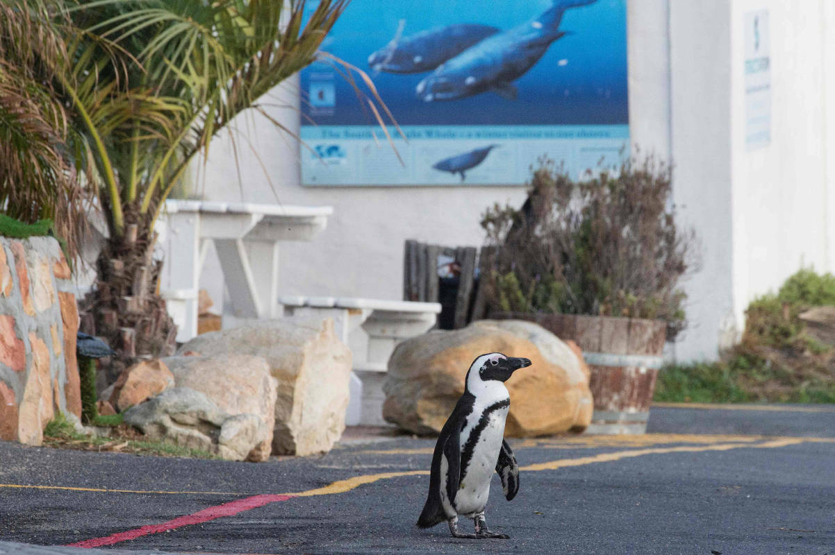 Viral pictures of widowed Penguins finding comfort in each other will surely melt your heart!