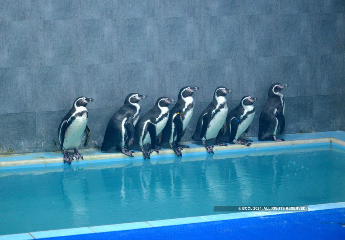 Viral pictures of widowed Penguins finding comfort in each other will surely melt your heart!