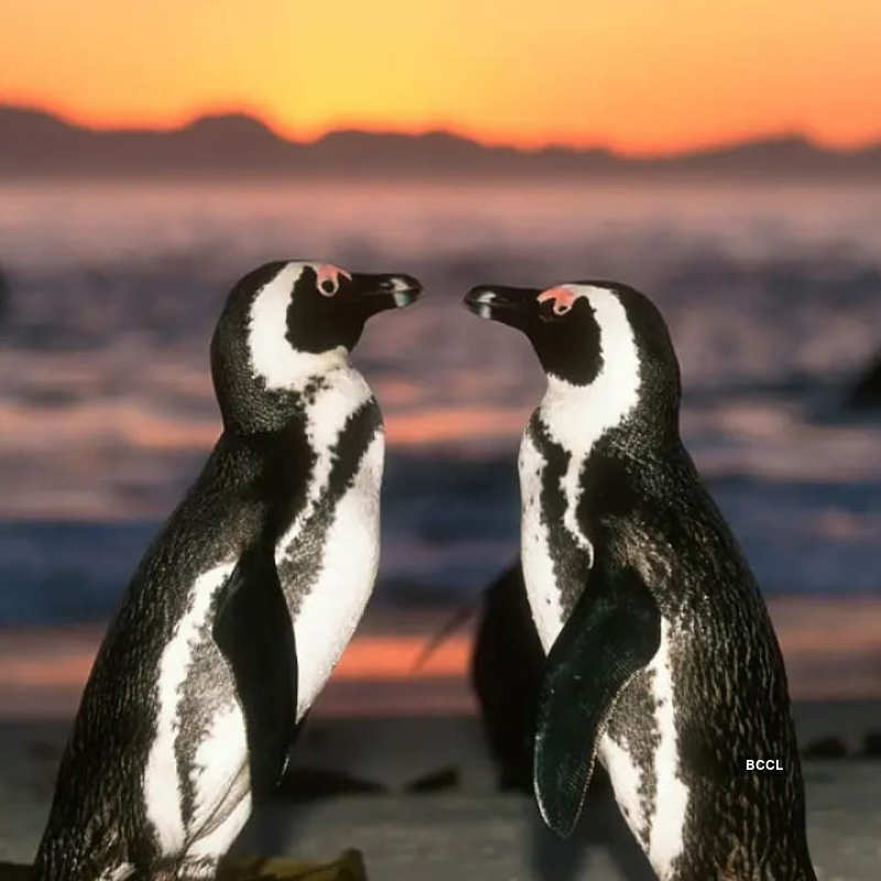 Viral pictures of widowed Penguins finding comfort in each other will surely melt your heart!