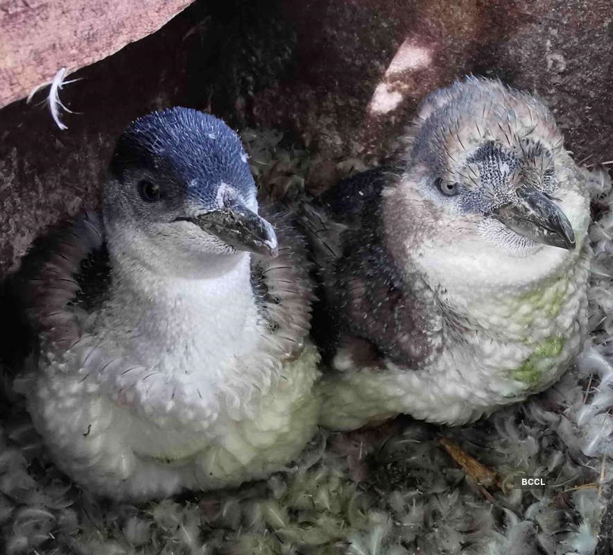 Viral pictures of widowed Penguins finding comfort in each other will surely melt your heart!