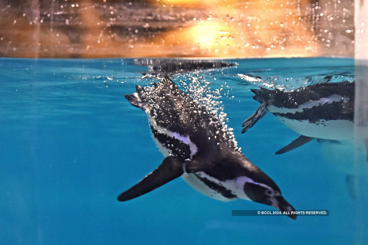 Viral pictures of widowed Penguins finding comfort in each other will surely melt your heart!