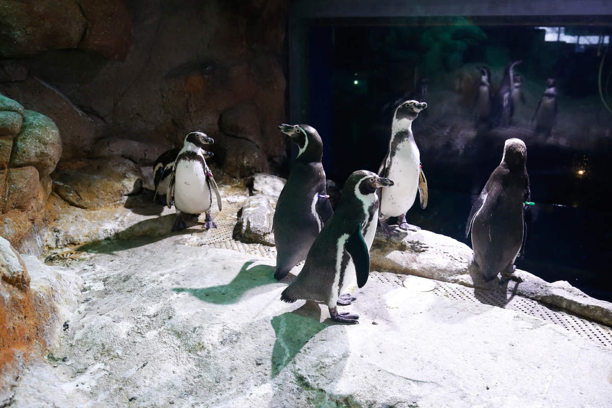 Viral pictures of widowed Penguins finding comfort in each other will surely melt your heart!