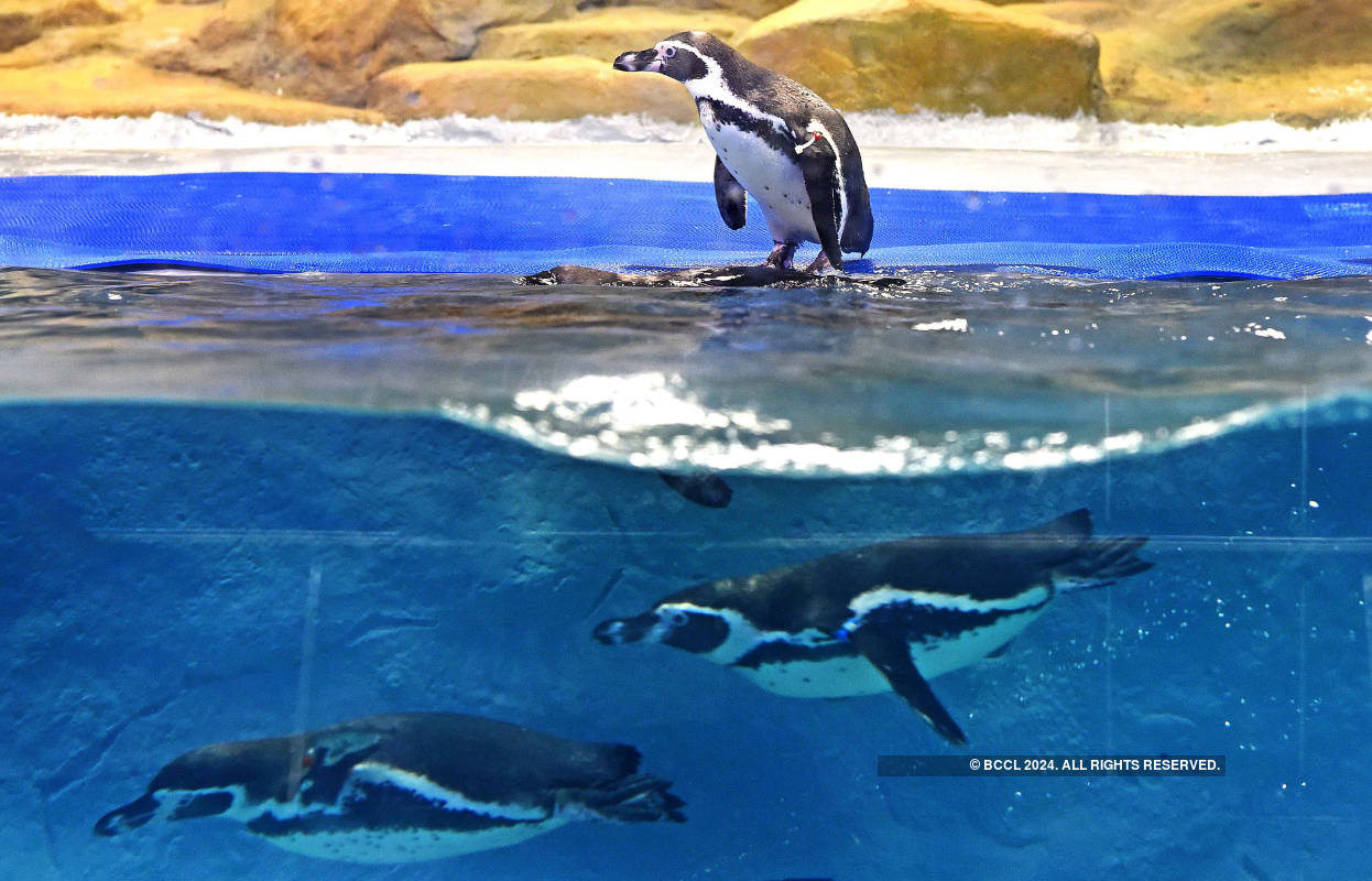 Viral pictures of widowed Penguins finding comfort in each other will surely melt your heart!