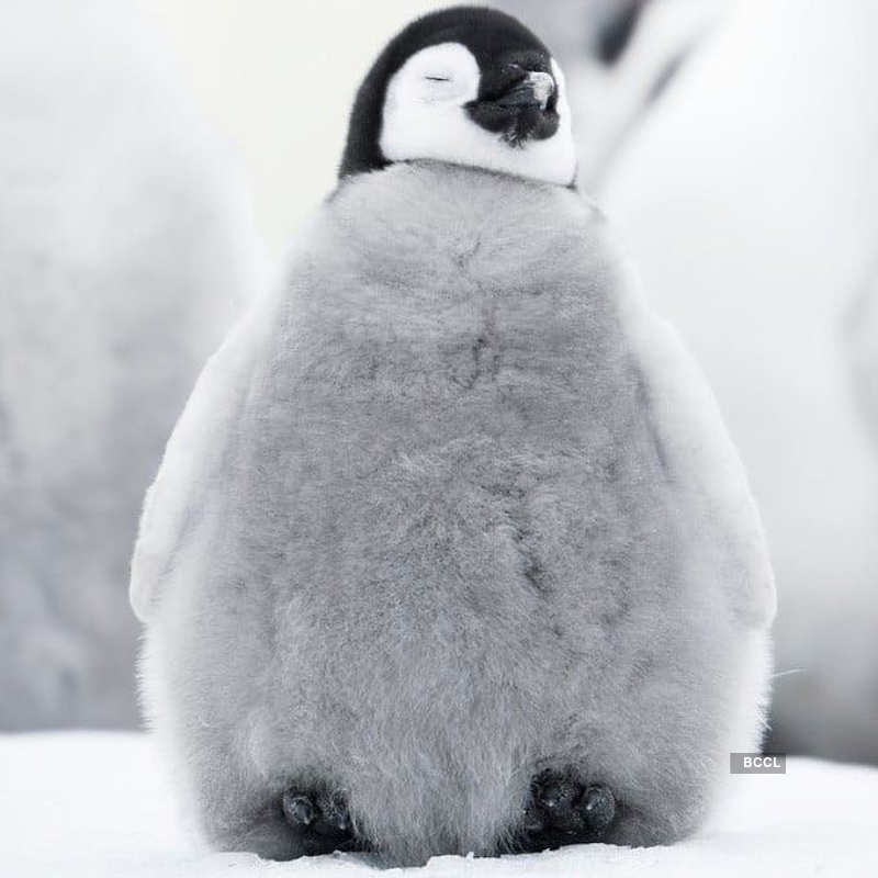 Viral pictures of widowed Penguins finding comfort in each other will surely melt your heart!