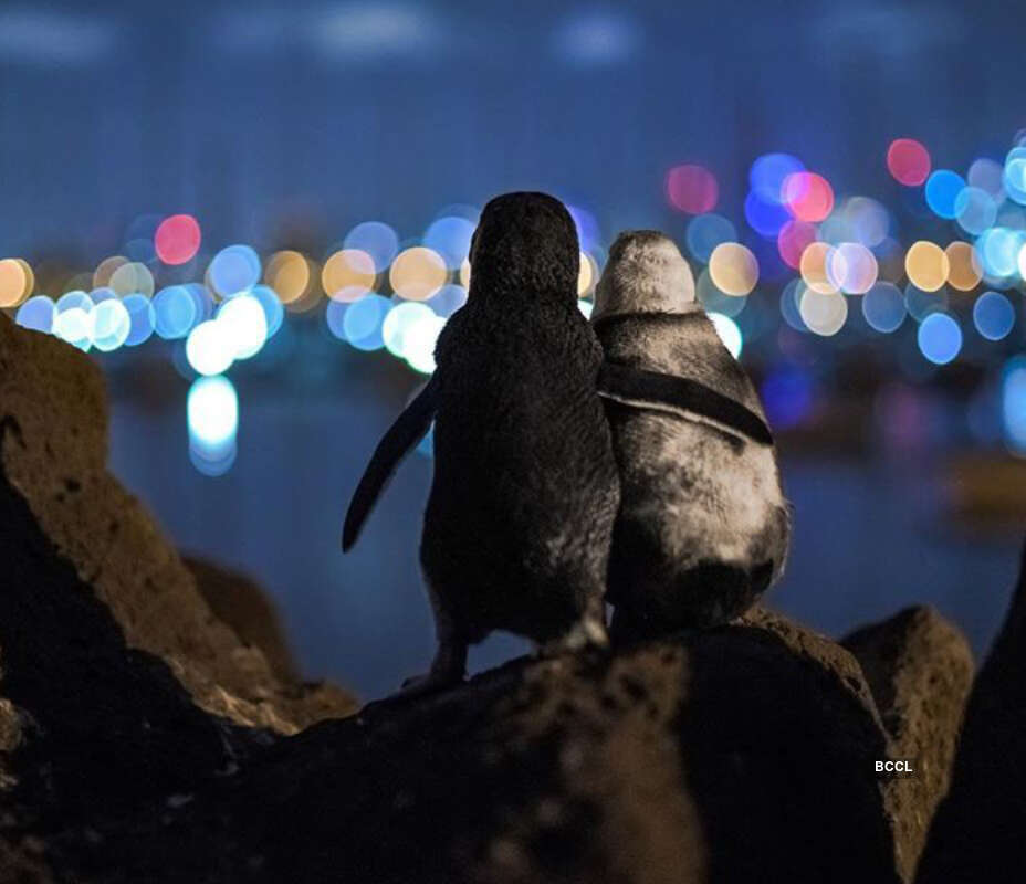Viral pictures of widowed Penguins finding comfort in each other will surely melt your heart!