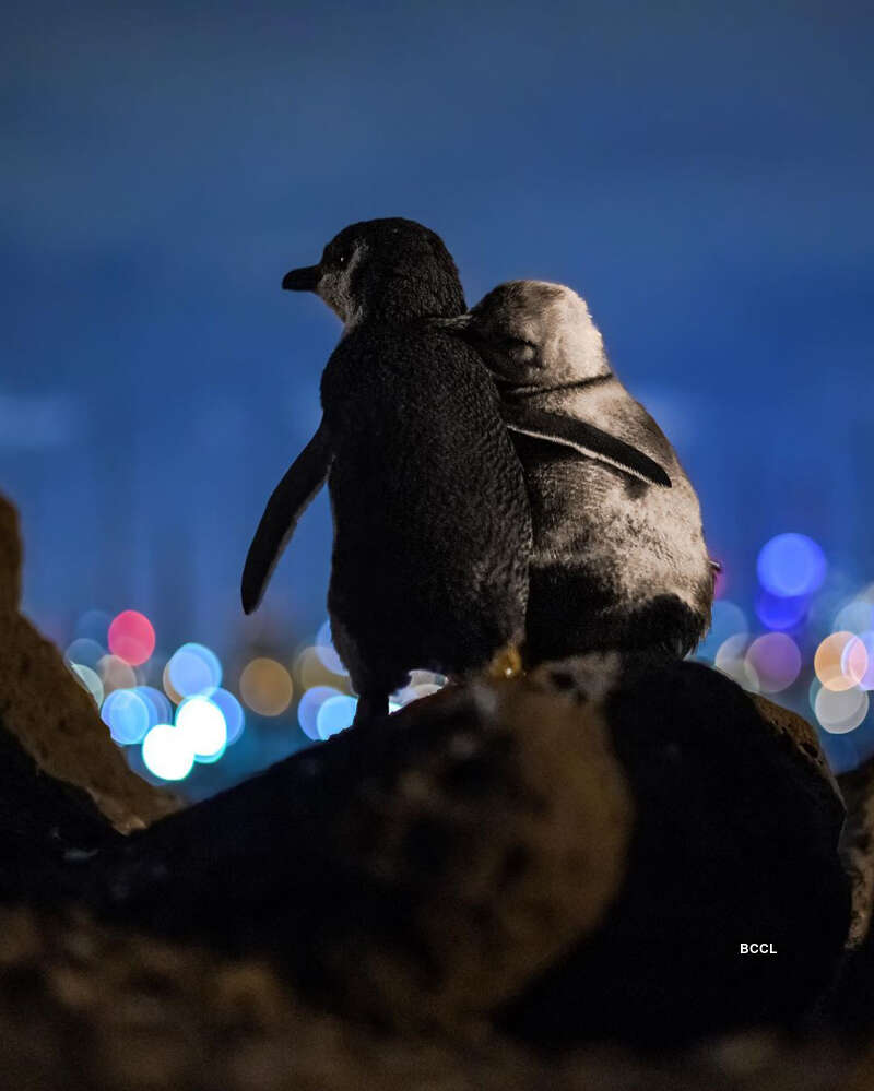 Viral pictures of widowed Penguins finding comfort in each other will surely melt your heart!