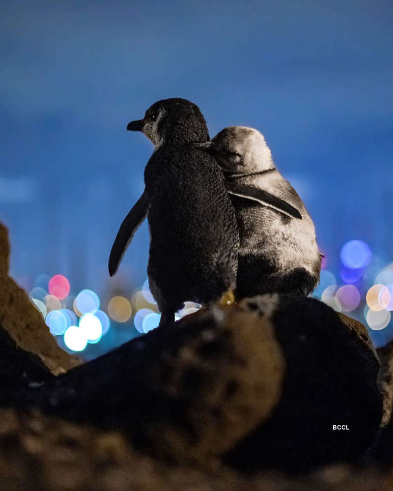 Viral pictures of widowed Penguins finding comfort in each other will surely melt your heart!