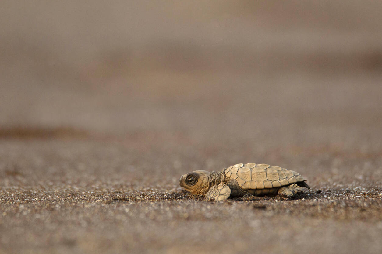 Earth Day 2020: Travel is more than Instagram visuals, lockdown drives home critical points Earth Day 2020: Travel is more than Instagram visuals, lockdown drives home critical points