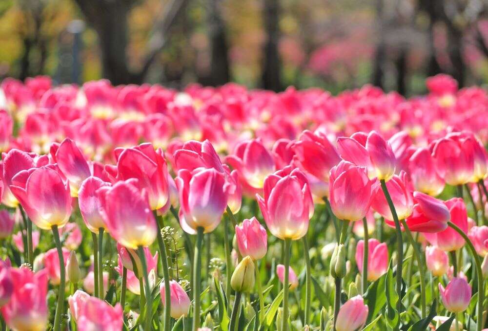 Japan chops down 1 lakh tulips to discourage mass gathering amid COVID-19 crises Japan chops down 1 lakh tulips to discourage mass gathering amid COVID-19 crises