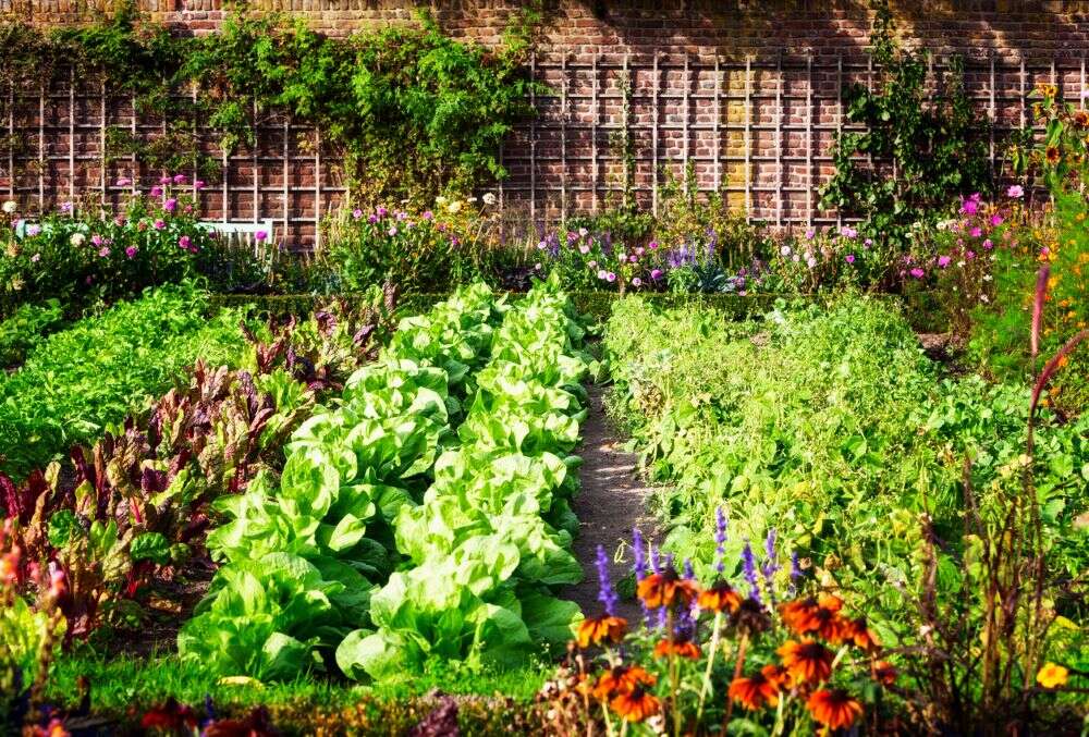 Srinagar residents to soon grown their own food; SMC makes kitchen gardening mandatory Srinagar residents to soon grown their own food; SMC makes kitchen gardening mandatory