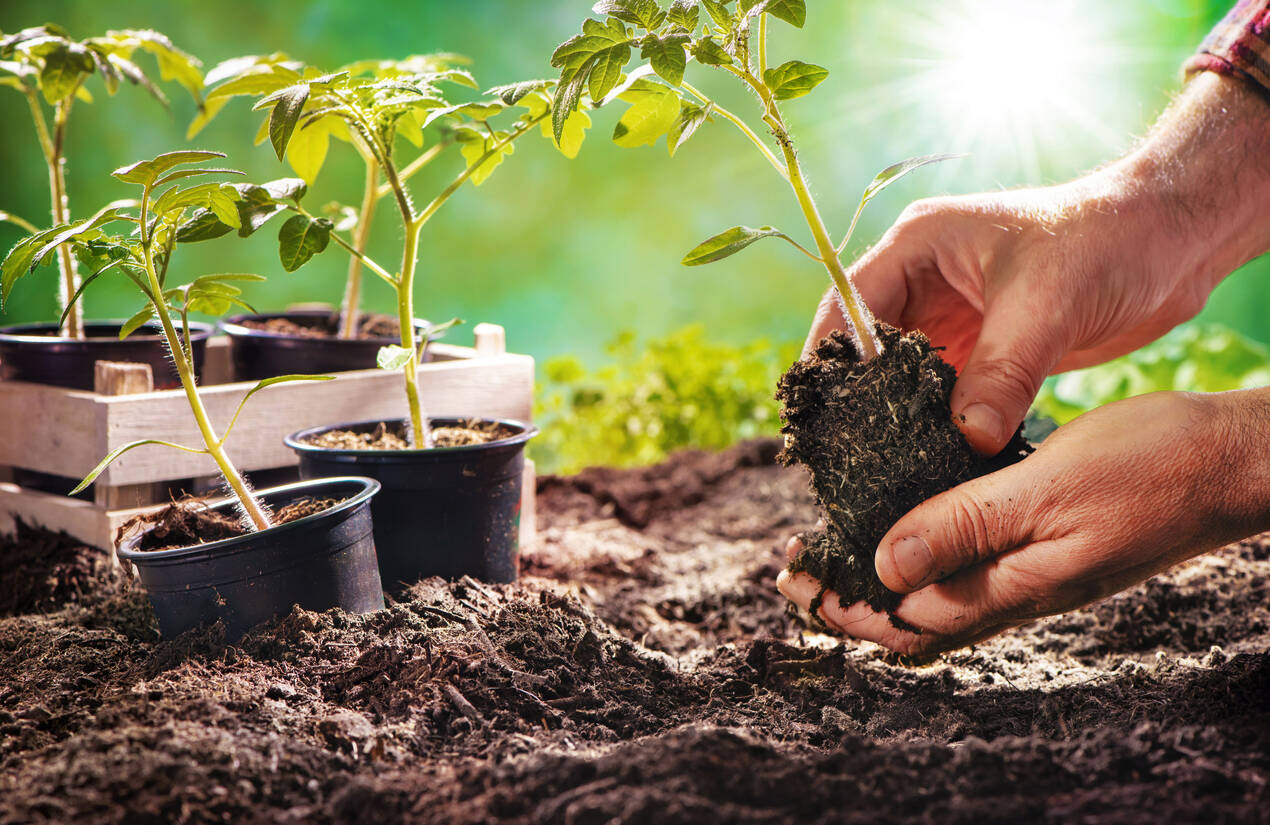Srinagar residents to soon grown their own food; SMC makes kitchen gardening mandatory Srinagar residents to soon grown their own food; SMC makes kitchen gardening mandatory