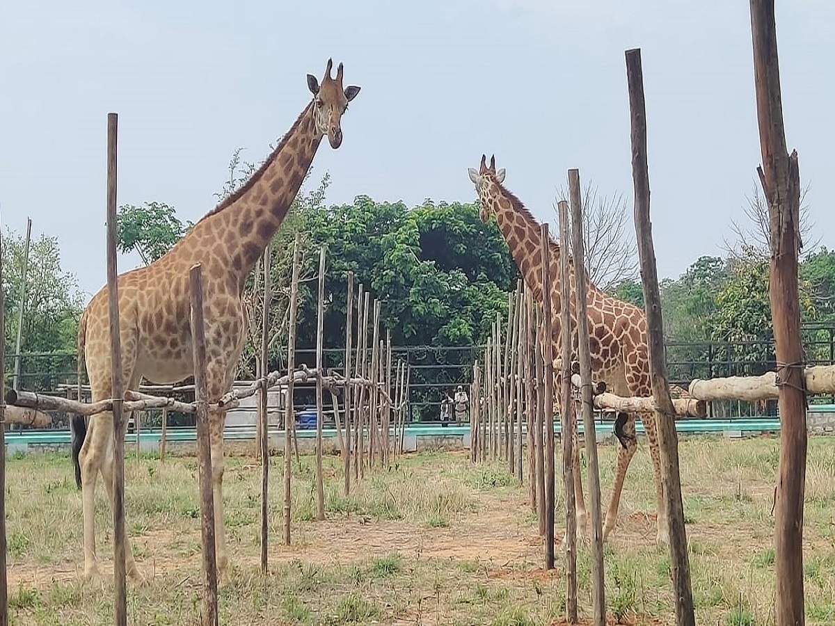 Watch: Bengaluru Bannerghatta Biological Park's female giraffe 'Gowri' gets  a new companion