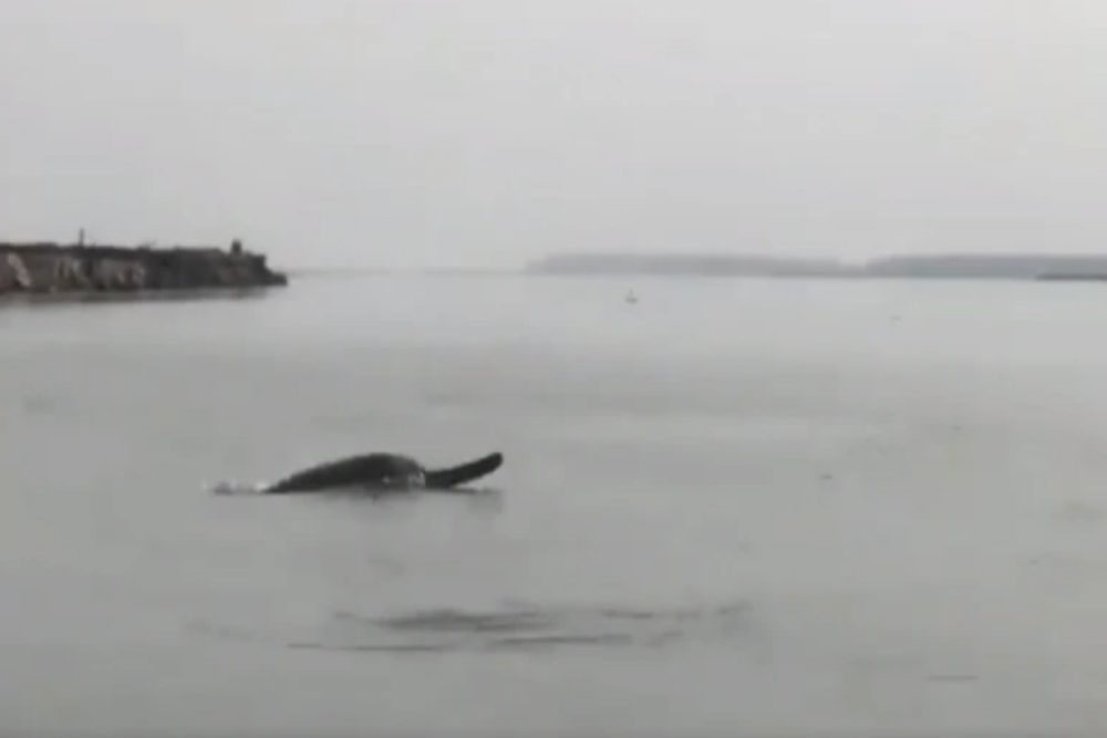 Video of playful dolphins in Meerut’s Ganga is the cutest thing on Twitter today!