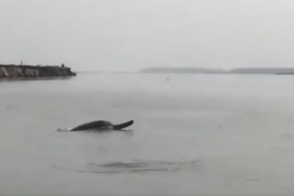 Video of playful dolphins in Meerut’s Ganga is the cutest thing on Twitter today! Video of playful dolphins in Meerut’s Ganga is the cutest thing on Twitter today!
