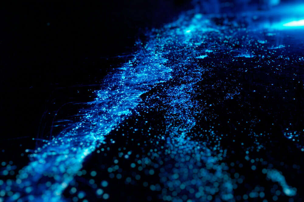 Dolphins playing in bioluminescence near California coast is the coolest thing on the internet today Dolphins playing in bioluminescence near California coast is the coolest thing on the internet today