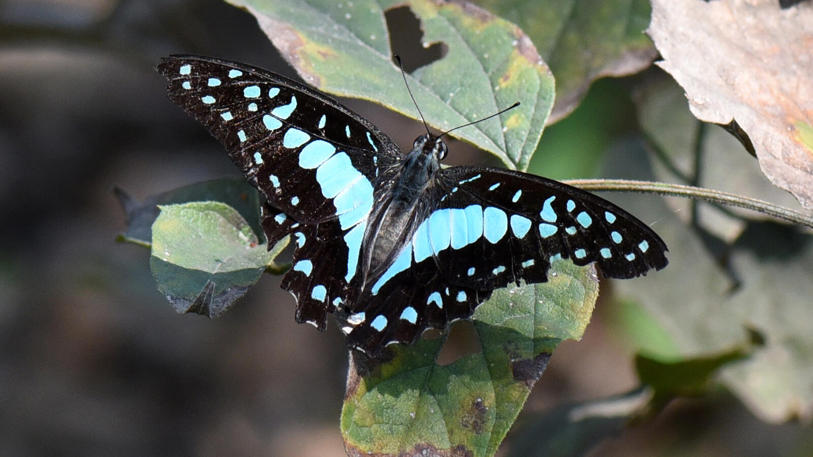 Virus’ effect Butterflies are everywhere Times of India