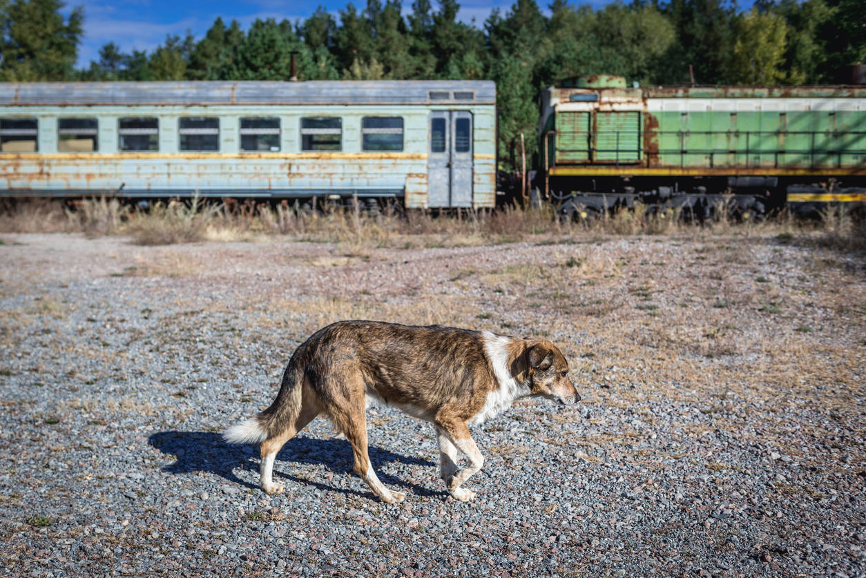 A virtual tour of Chernobyl with special focus on dogs