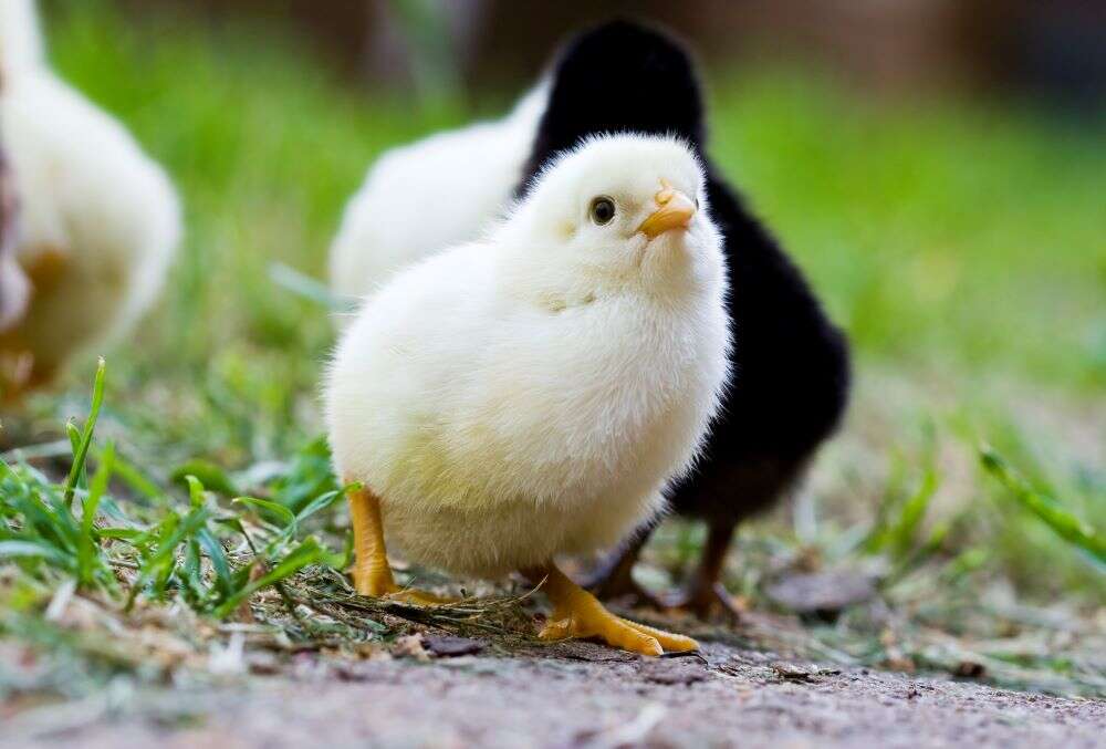 Swedish city dumps ‘chicken poop’ in park to discourage people from gathering Swedish city dumps ‘chicken poop’ in park to discourage people from gathering
