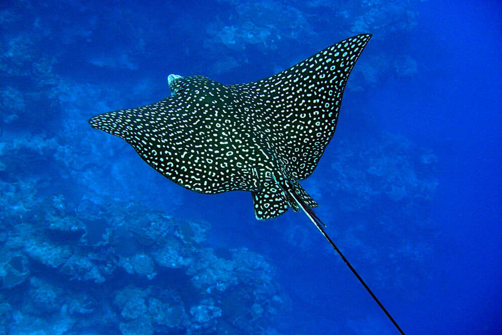 An extraordinary rare eagle ray spotted in the Great Barrier Reef after 45 years! An extraordinary rare eagle ray spotted in the Great Barrier Reef after 45 years!