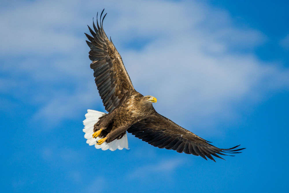 Britain’s largest bird of prey, white-tailed eagle, returns home after 240 years!