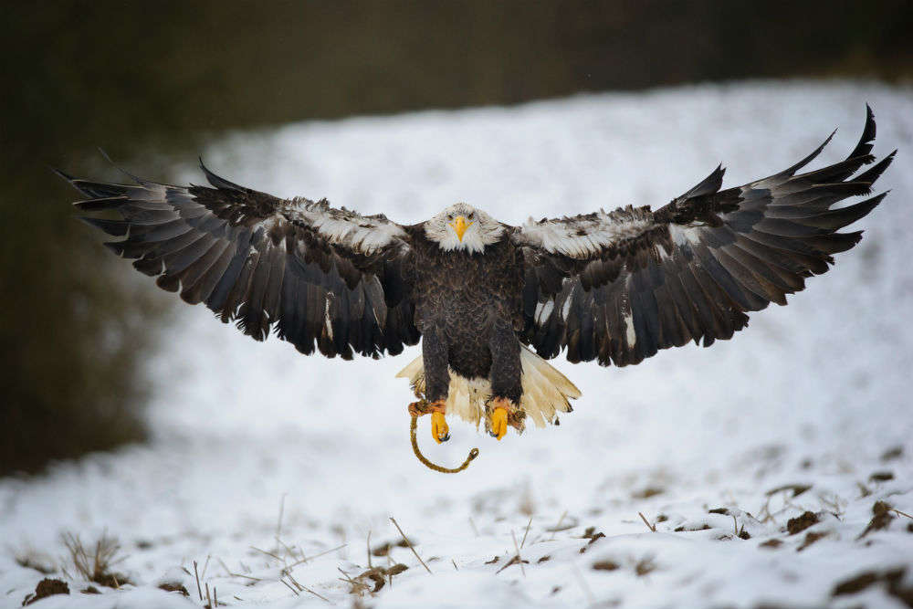 Britain’s largest bird of prey, white-tailed eagle, returns home after