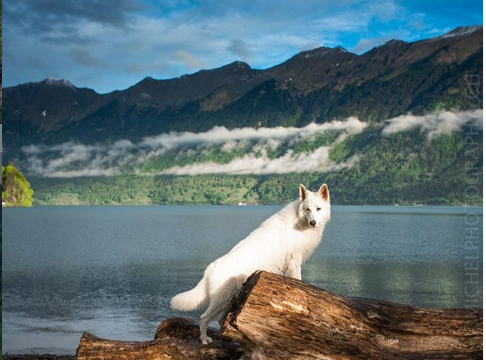 A lovable dog is giving virtual tours of Switzerland to everyone around the world