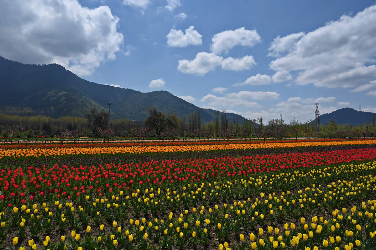 In the midst of lockdown, breath-taking pictures of our mother nature prove that we humans are the real culprits!