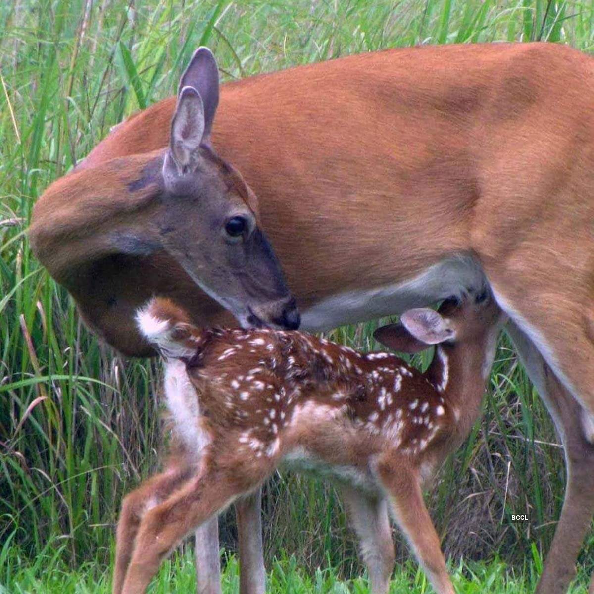 Animal Mothers