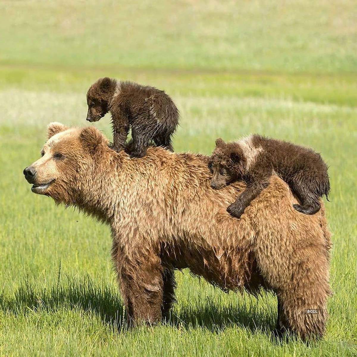 Mother's Day Special! Adorable pictures of animal moms with their little offspring