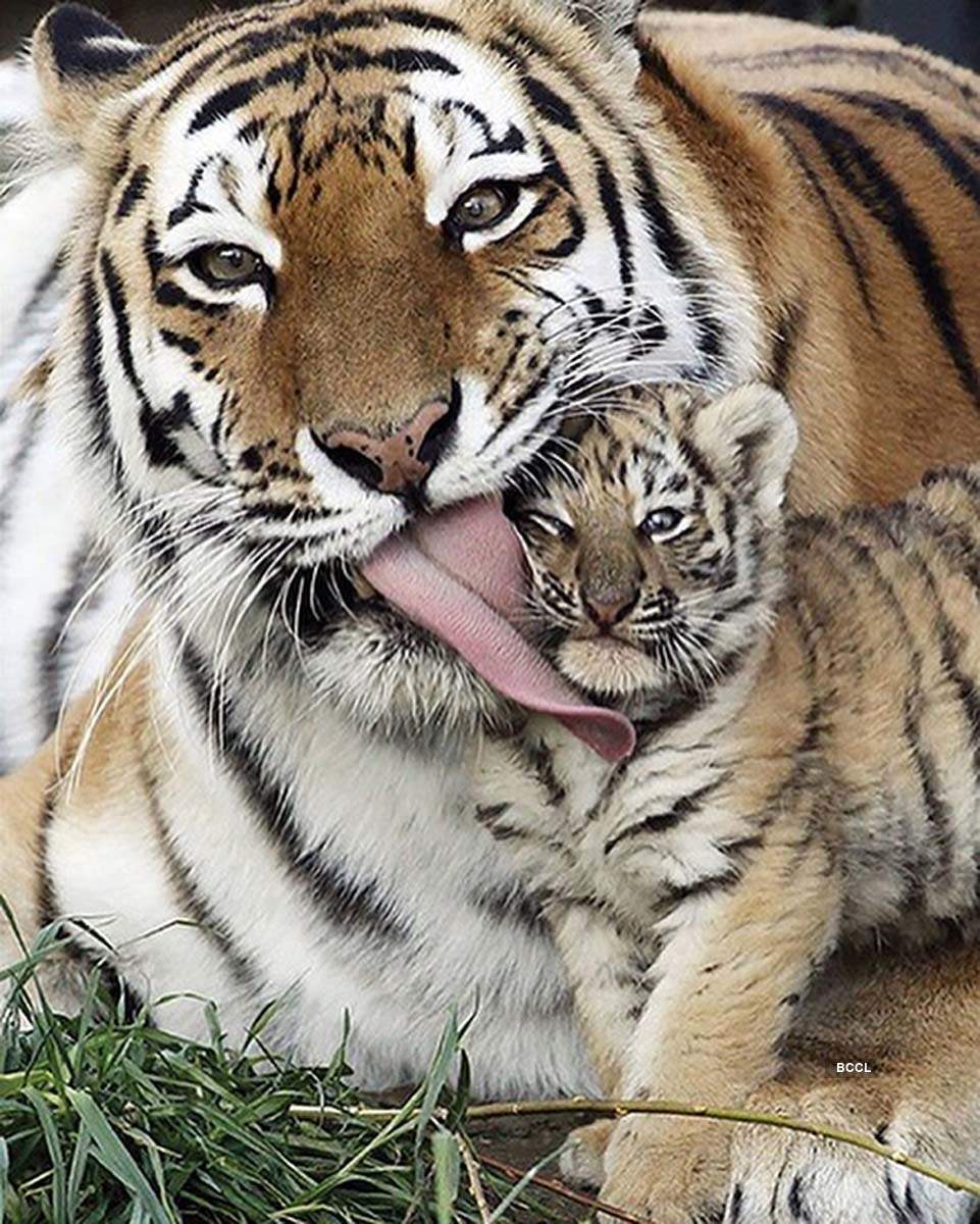Mother's Day Special! Adorable pictures of animal moms with their little offspring