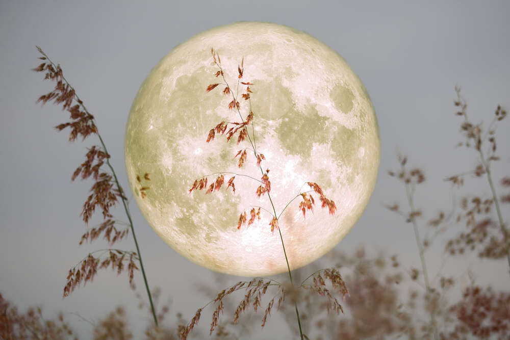 Do not miss Super Flower Moon or Vaishakha Full Moon on May 7 Do not miss Super Flower Moon or Vaishakha Full Moon on May 7