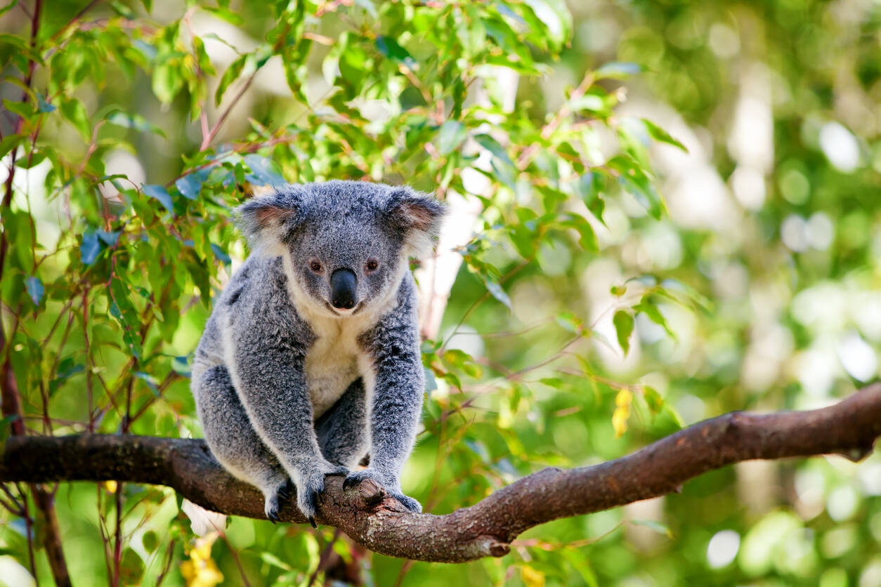 Koalas are returning to Australian forests post bushfires Koalas are returning to Australian forests post bushfires