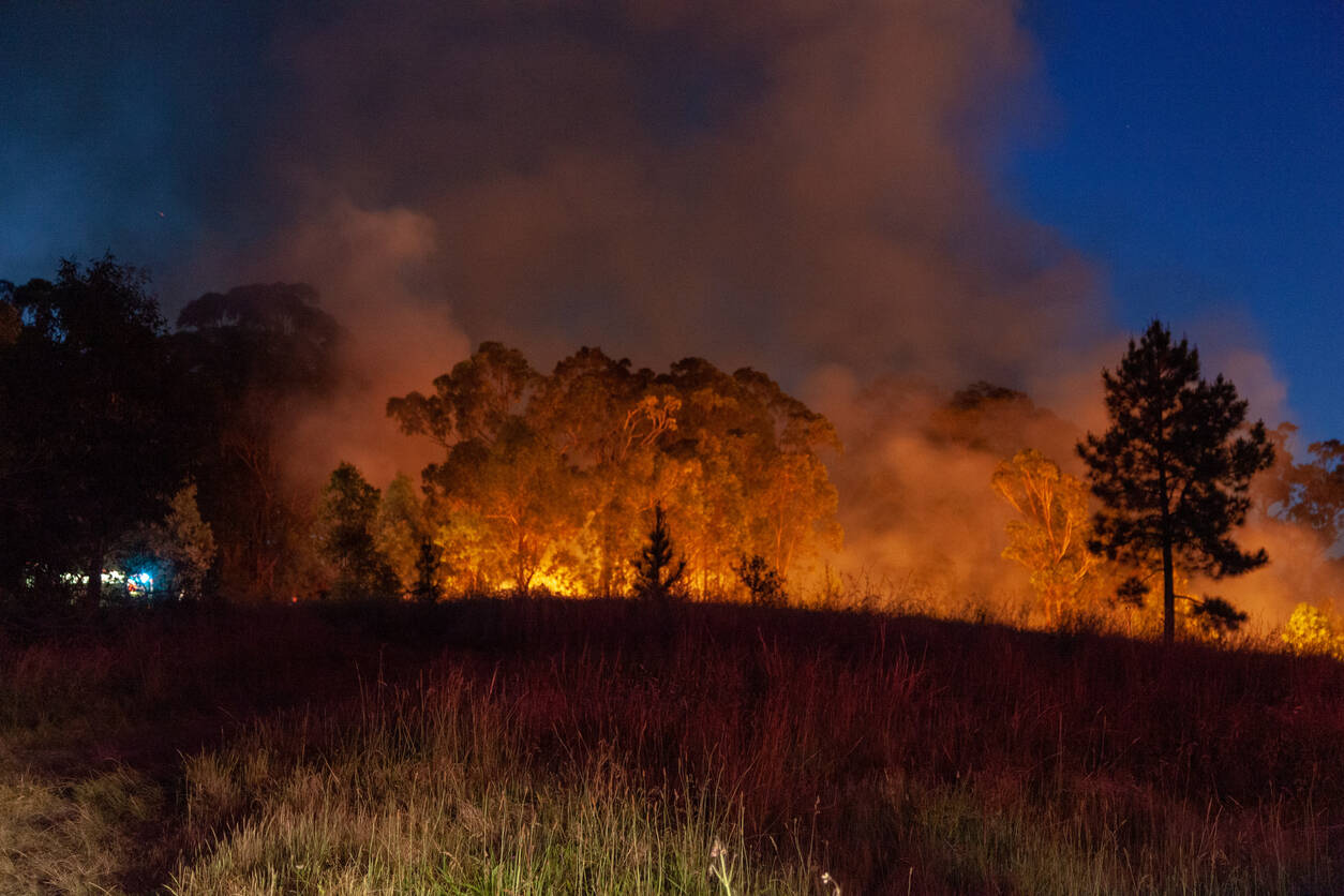 Koalas are returning to Australian forests post bushfires Koalas are returning to Australian forests post bushfires