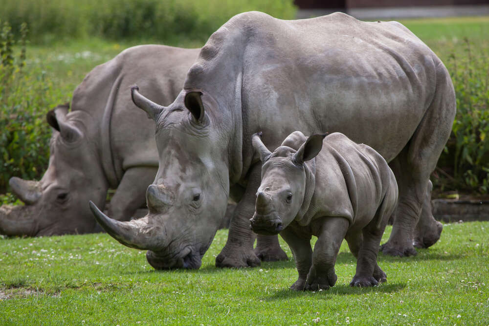 COVID-19: You can adopt an animal and donate to Uganda’s zoos, wildlife sanctuaries before they run out of funds COVID-19: You can adopt an animal and donate to Uganda’s zoos, wildlife sanctuaries before they run out of funds