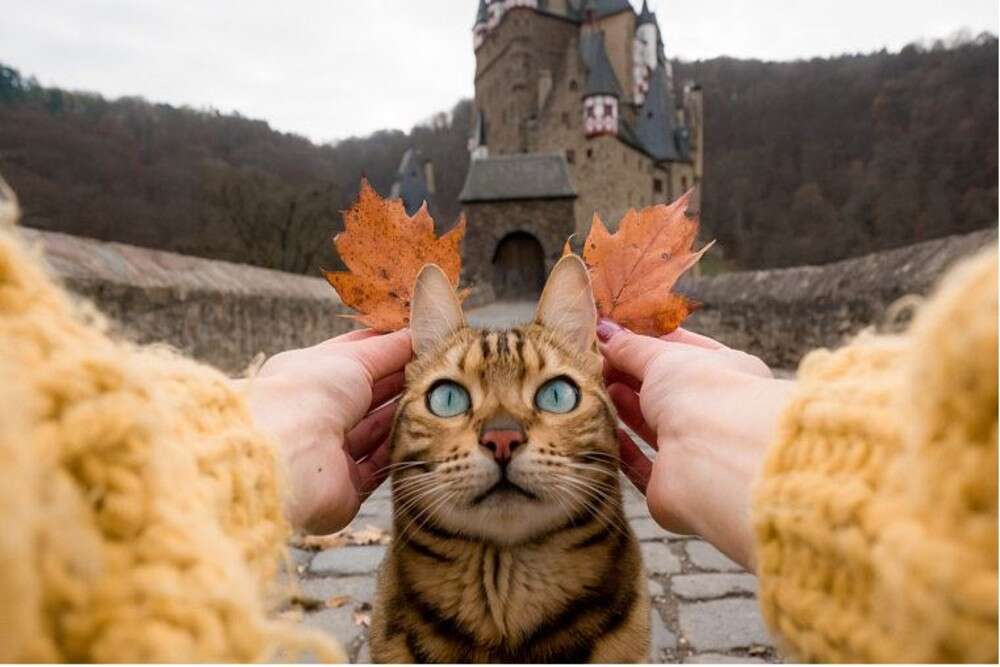 Travel diaries of Suki, an adorable Bengal cat who will make your quarantine days bearable Travel diaries of Suki, an adorable Bengal cat who will make your quarantine days bearable