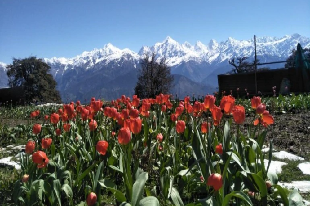 Tulips bloom in large numbers Uttarakhand’s Himalayan town Munsiyari Tulips bloom in large numbers Uttarakhand’s Himalayan town Munsiyari