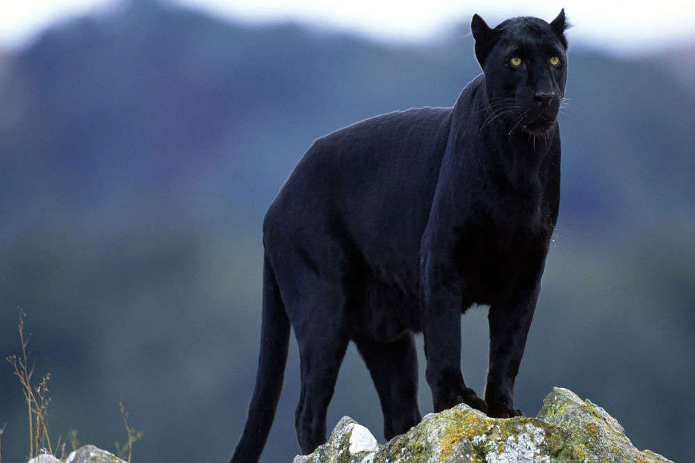 Elusive black panther spotted in a Goa sanctuary; supposedly, for the ...
