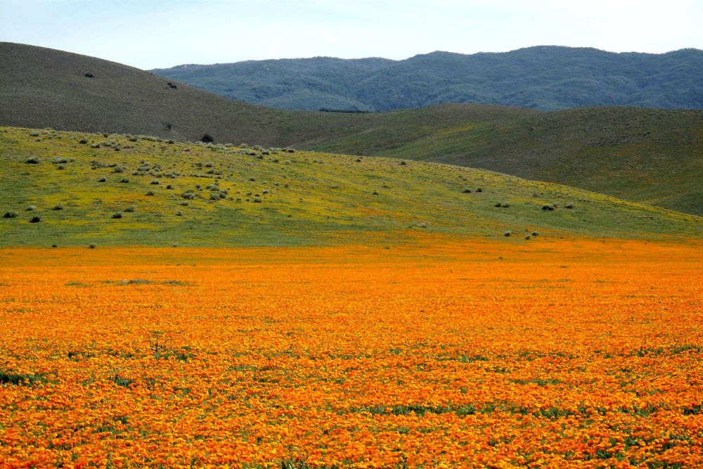California’s orange poppy bloom is so bright that it is visible from space; NASA shares pictures