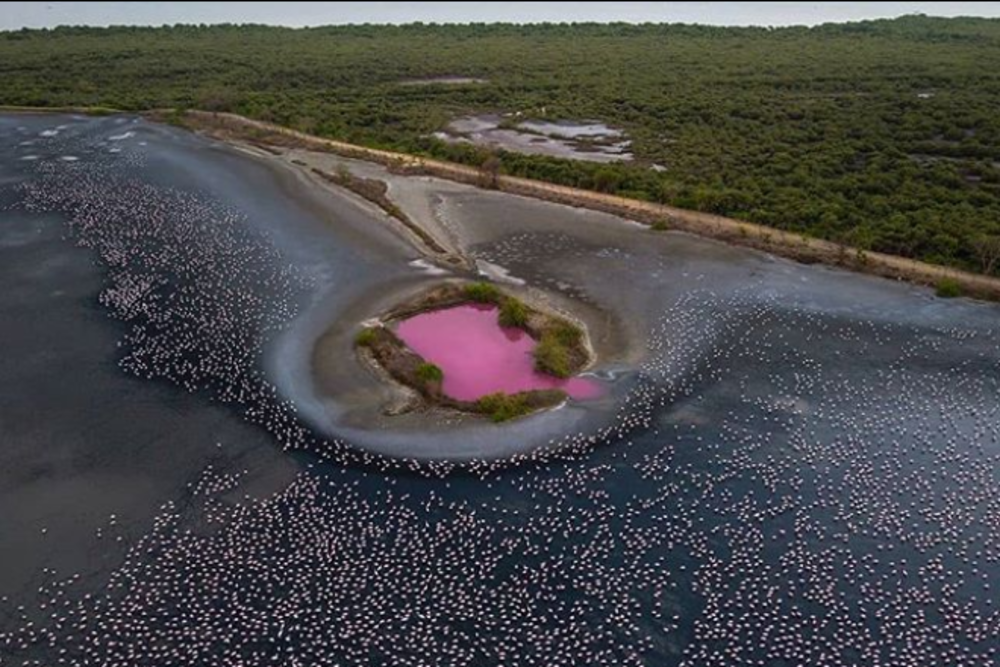 Part of wetland in Navi Mumbai turns pink during lockdown