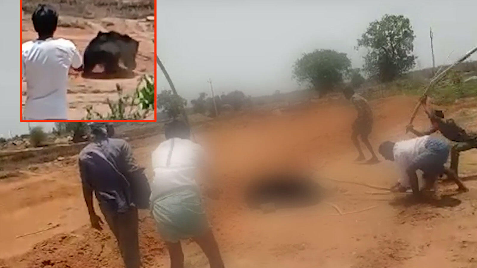 Tragic! Sloth bear strays into Telangana village, beaten to death