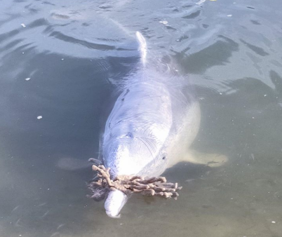 Craving human attention, dolphins bring gifts for volunteers feeding them Craving human attention, dolphins bring gifts for volunteers feeding them