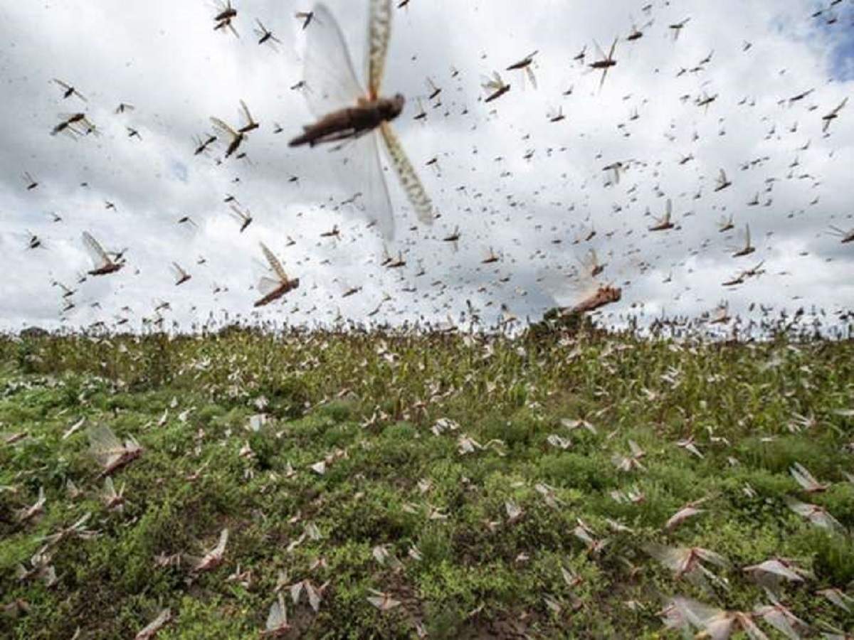 Locust attack: In a first, drone used to clear locust swarms in ...