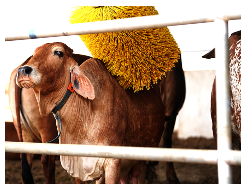 World Milk Day Have Milk The Original Way Times Of India