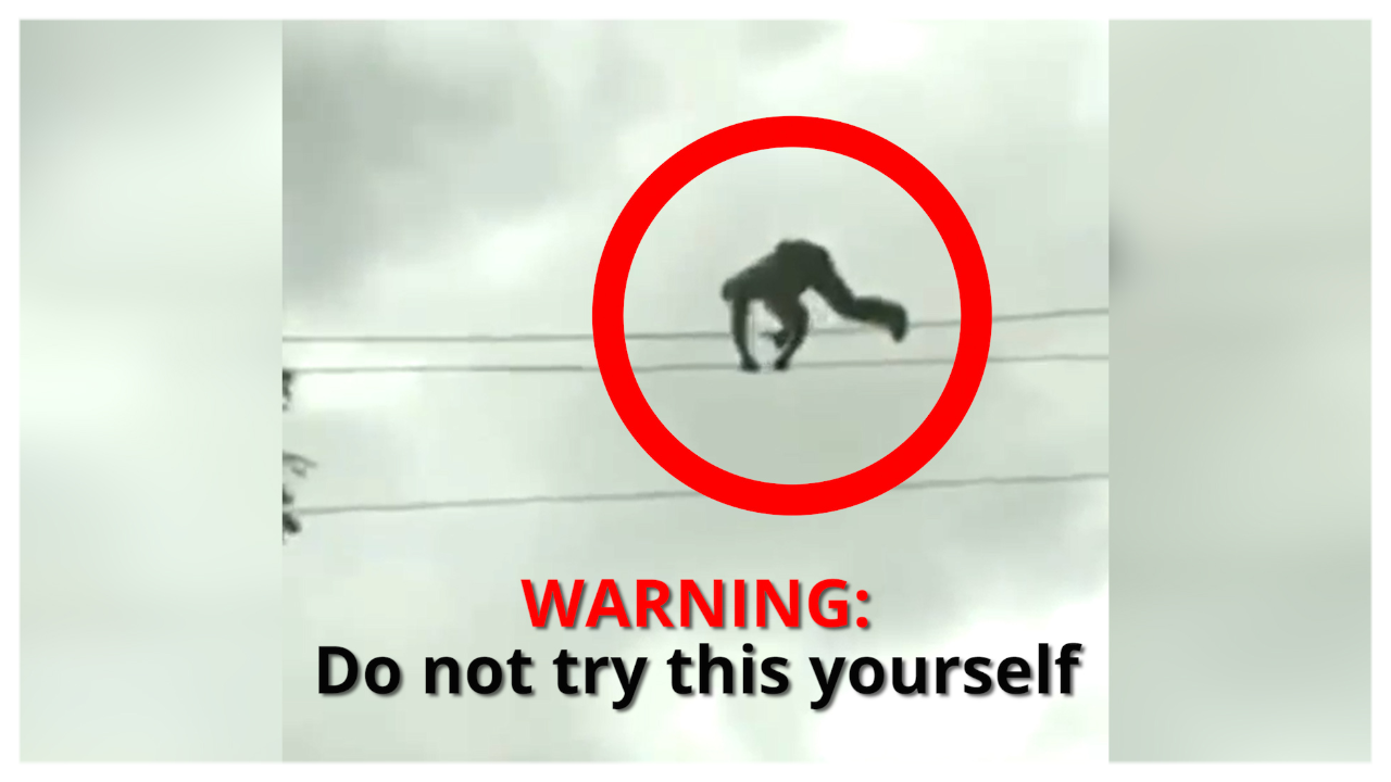 On cam: Man walks on high-tension wire to remove a branch